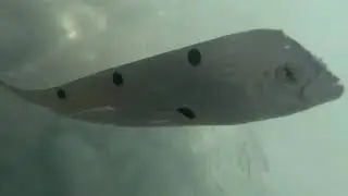 Maltese Wildlife Rare Ribbon Fish