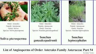 List of Angiosperms of Order Asterales Family Asteraceae Part 54 sonchus solidago smooth southern