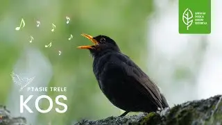 Kos | Ptasie trele | Śpiew | Radio GDOŚ