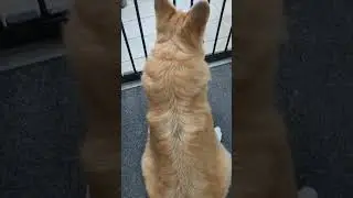 Corgi Butt!!! #shorts #corgi #dog #funny 😁😁😁