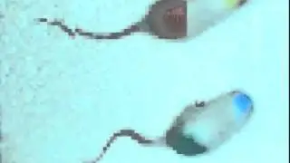 RATTRACKER CLIP