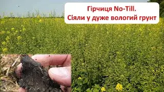 No-Till гірчиця після сорго у перезволожений грунт - результати роботи Turbosem 💪
