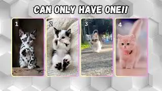 My New Furry Friend #KittenAdoption #RescueAnimals #AnimalLovers #CuteAnimals #Choosingpets #quiz