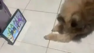 amazing dog watching bluey