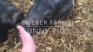 Pig attack! Zweber Farms Vlog 12-5-2017