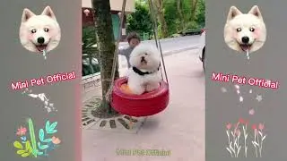Cute Dog Funny -Mini Pet Official