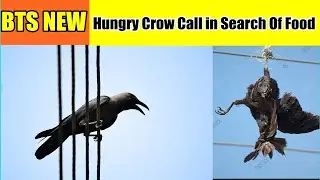 Hungry Crow Call in Search Of Food