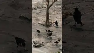 Riverside Vibes 🌿 | A Calm and Serene Day in Nature #viral #shorts