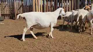 the Bosvelder Sheep ..are hardy and fertile sheep