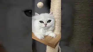 Funny White British Longhair Cat