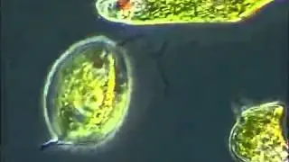 LIFE - From Unicellular to Multicellular Organisms