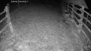 Zubria zvernica (cam212) 18.01.2026 o 05:25