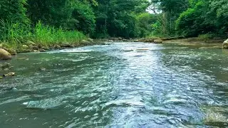 Majestic Forest Sounds &ndash; Relaxing Birds and Mountain Stream for Inner Peace and Deep Relaxation