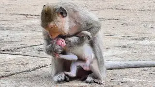 Tiny Baby Monkey Mira cries so sadly Mama Malika makes her sad She needs Mama to comfort her