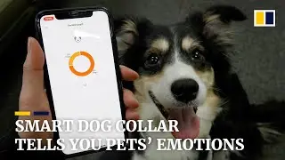 Smart collar expresses how your pets are feeling