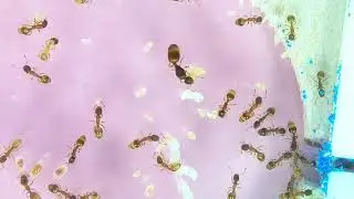 Temnothorax | Linksvayer Lab | ASU SIRG | 2025-12-15
