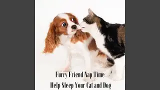 Gentle Rain for Restful Paws