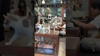POV it's friday at cat cafe studio