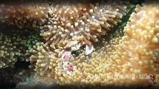 Diving Komodo with Scuba Junkies Komodo - Trailer