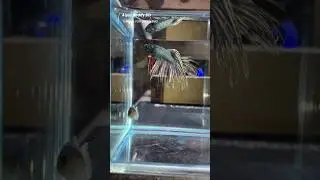 copper gold betta fish #shorts