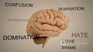 BATTLE OF THE BRAINS',,,,EXPLORING THE BIGGEST BRAIN OF ANIMAL KINGDOM