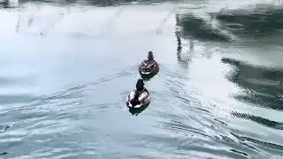 Duck Adventures 3 | #Vancouver #Marina | Dangerous Animal | Attacking Human | #TaylorSwift