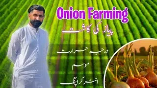 Season and Temperature for onion farming/lntercropping of onion Pyaz/Onion farming series 1st video