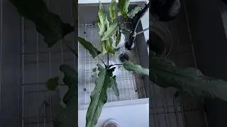 Alocasia Purple Sword