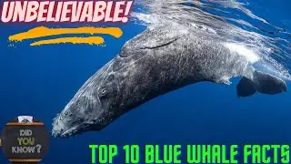 Top 10 interesting blue whale facts