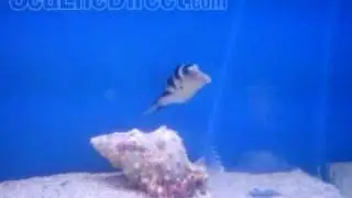 Saddle Puffer Video