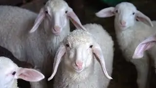 GLOBALink | Ukraine conflict, energy crisis weigh heavily on Greece's livestock farmers