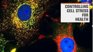 Curbing the cell stress response: a new frontier in inflammation research
