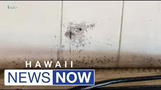 Parents and teachers detail mold problems, rodent infestations at Big Island school