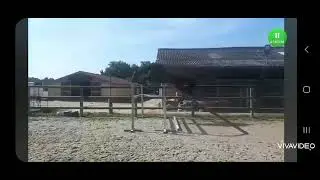 Interpele