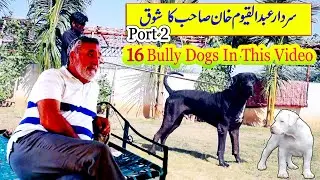 Best of Pakistan Bully 16 Dogs In Karachi of Sardar Qayyum Khan By Bully Kutta Chennel @Nafa TV HD