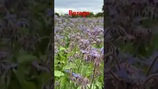 Beekeeping goals - Borage #beekeeping #bee #beekeeper #pollination #savethebees