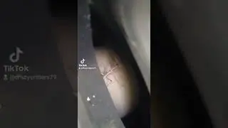 Teenie tiny praying mantis - Crazy Critters TikTok