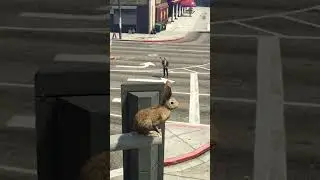 Ninja Rabbit Trolling in GTA 5 #gta5rp