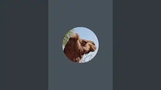 Camel king of desert is live!