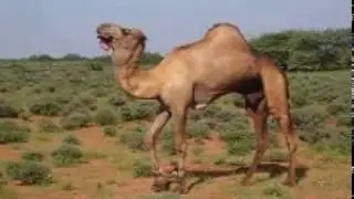 Jaandheer