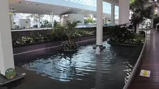 Devonian Gardens tour with a little piano playing by me!  Enjoy! 🌴❤🎵Blooming Miracles
