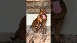 Pit bull best🔥#lekthebestkennel