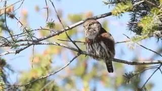 Northern Pygmy Owl Calling