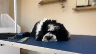 CUTEST PUPPY - Puppy&rsquo;s first ever dog groom
