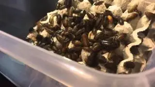 Separating Dubia Roaches for dinner