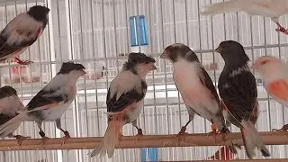 VENDAS DE ARLEQUIM PORTUGUÊS 