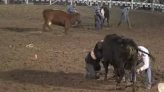 2010 Strawberry Days Wild Cow Milking Qualifier Friday Night.avi