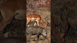 Warthog and Springbok in Kruger National Park, South Africa.