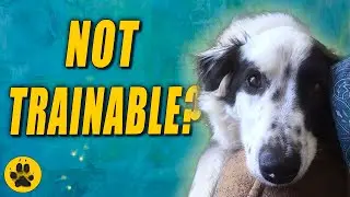 Counter Conditioning Dog