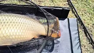 Crap mare la method feeder 🎣